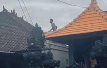 Pria di Bali Ngamuk, Lempar Warga Pakai Genteng dan Pukul Korban Hingga Robek di Kepala