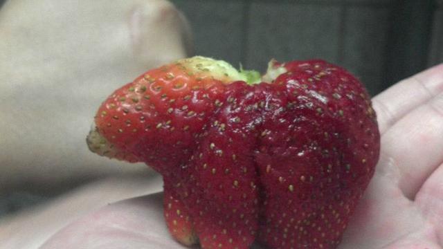 6 Potret Buah Berbentuk Layaknya Hewan Ini Curi Perhatian, Unik