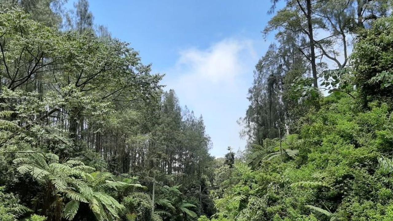 Dosen Unej Ungkap Keberadaan Tanaman Prasejarah di Geopark Ijen, Fosil Hidup di Erek-erek Geoforest