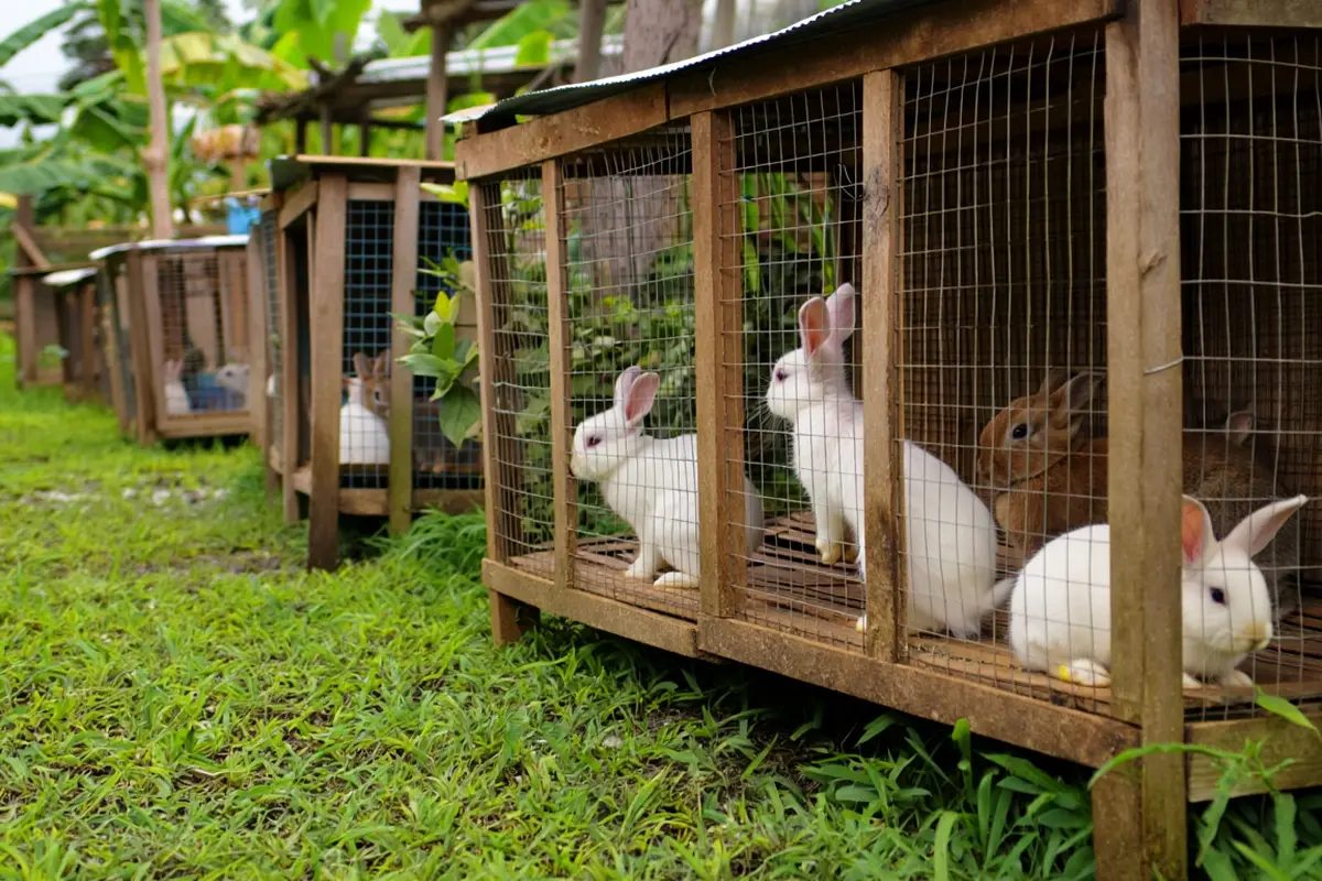 Ternak modal kecil (Foto: Reve Art AI)
