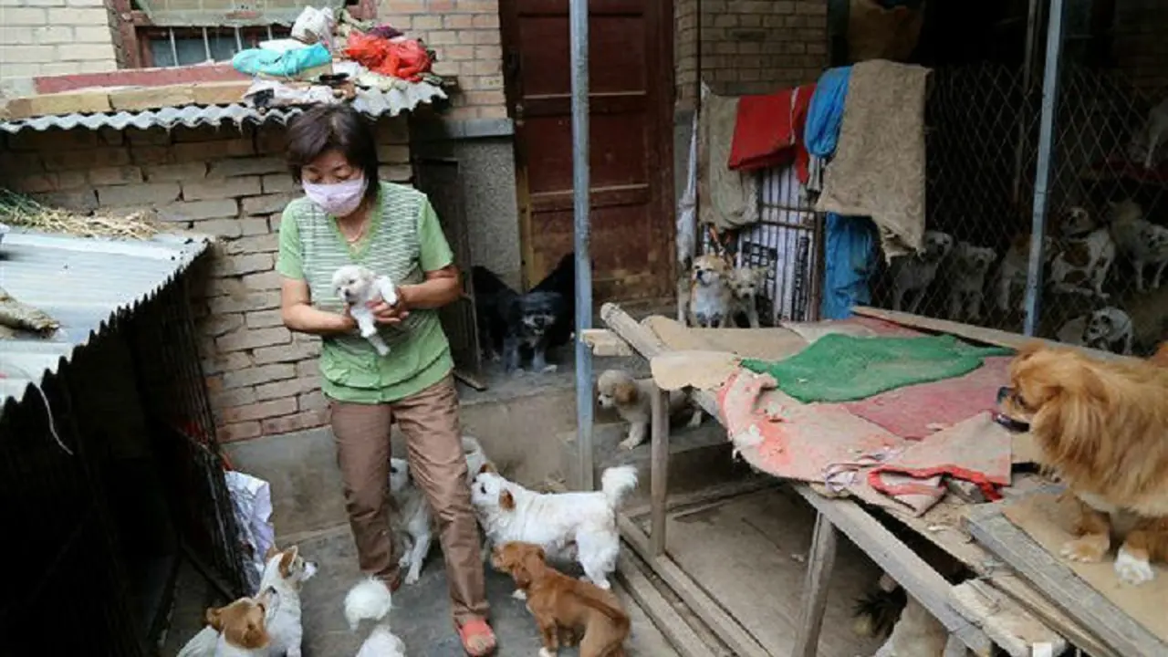 [Bintang] penampungan anjing liar