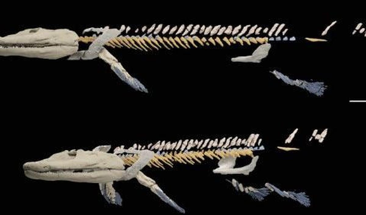 Sirip perut ikan secara evolusi berkaitan dengan anggota belakang tetrapoda, yaitu vertebrata berkaki empat, termasuk manusia.&nbsp;