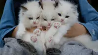 Manfaat Memelihara Kucing, Redakan Cemas hingga Perkuat Imun Tubuh
