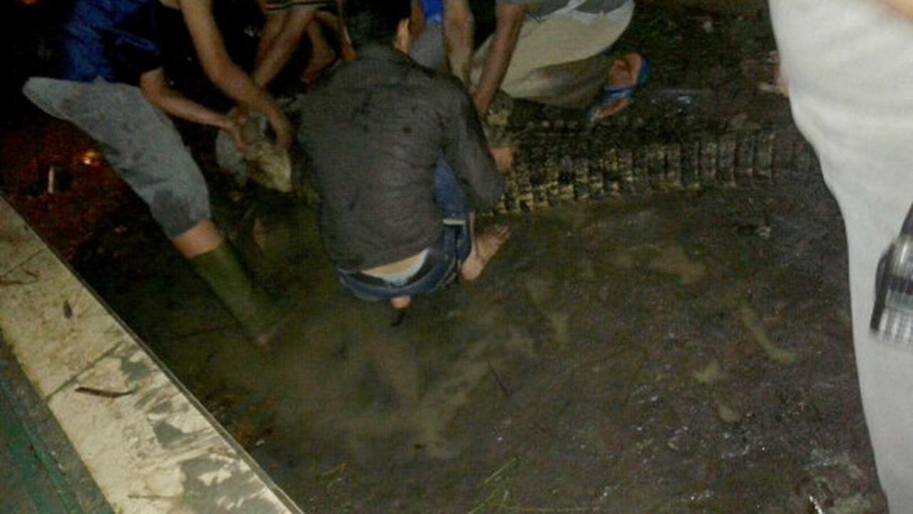 Pawang tangkap belasan buaya yang lepas saat banjir di Sumut