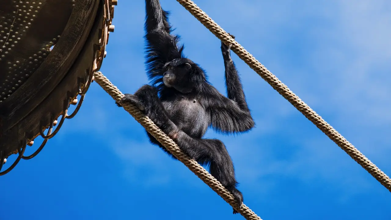 Ilustasi Gibbon