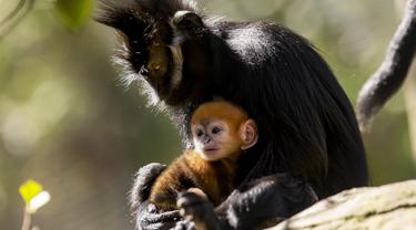 Kebun Binatang Sydney Sambut Kelahiran Bayi Monyet Langka