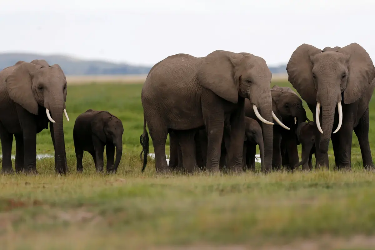 Ilustrasi gajah. (Reuters)
