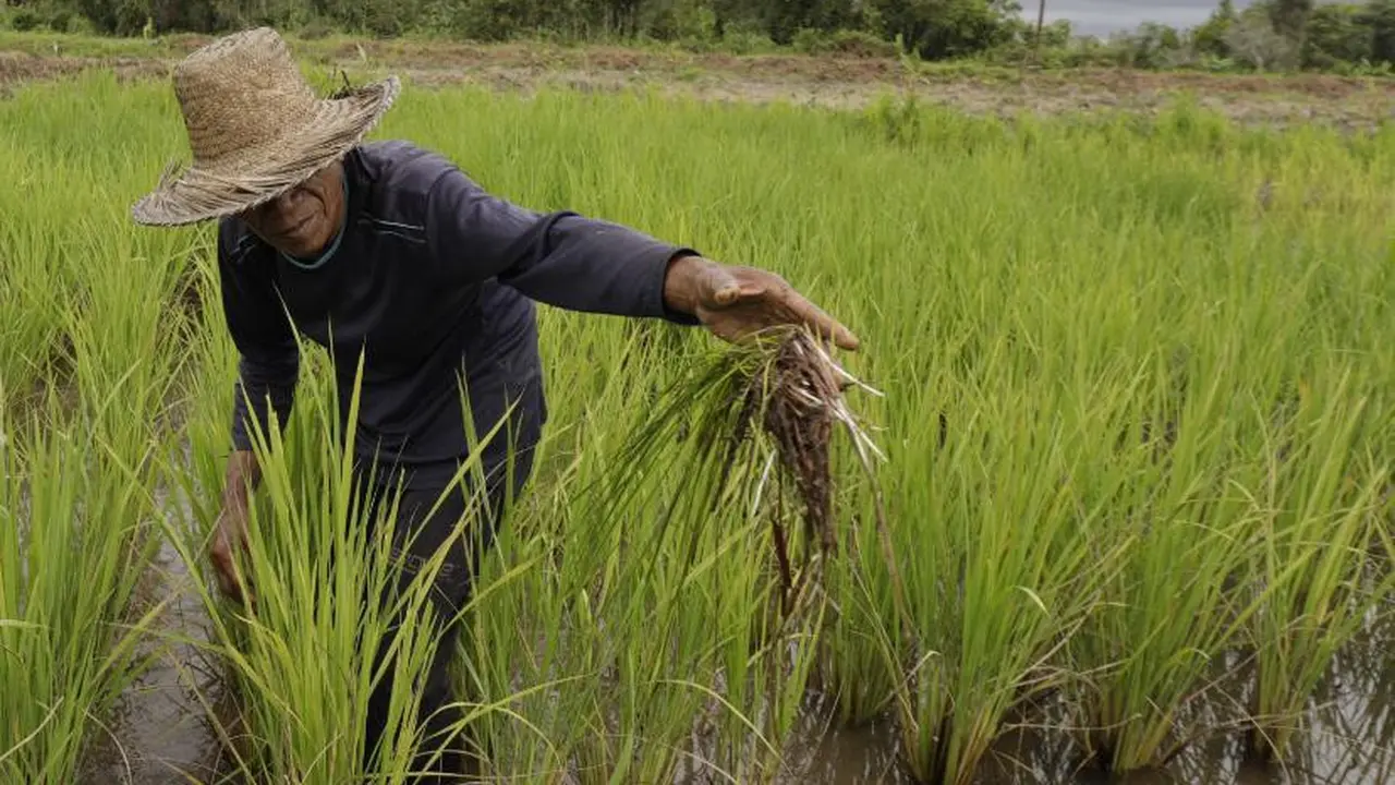 Kementan Tegaskan Alokasi Pupuk dalam e-RDKK Tidak Bisa Diperjualbelikan
