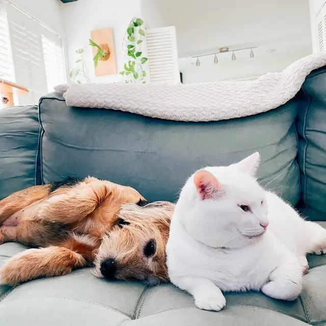 Kenalkan Tuna, Kucing Menggemaskan yang Akrab dengan Tukang Antar Paket