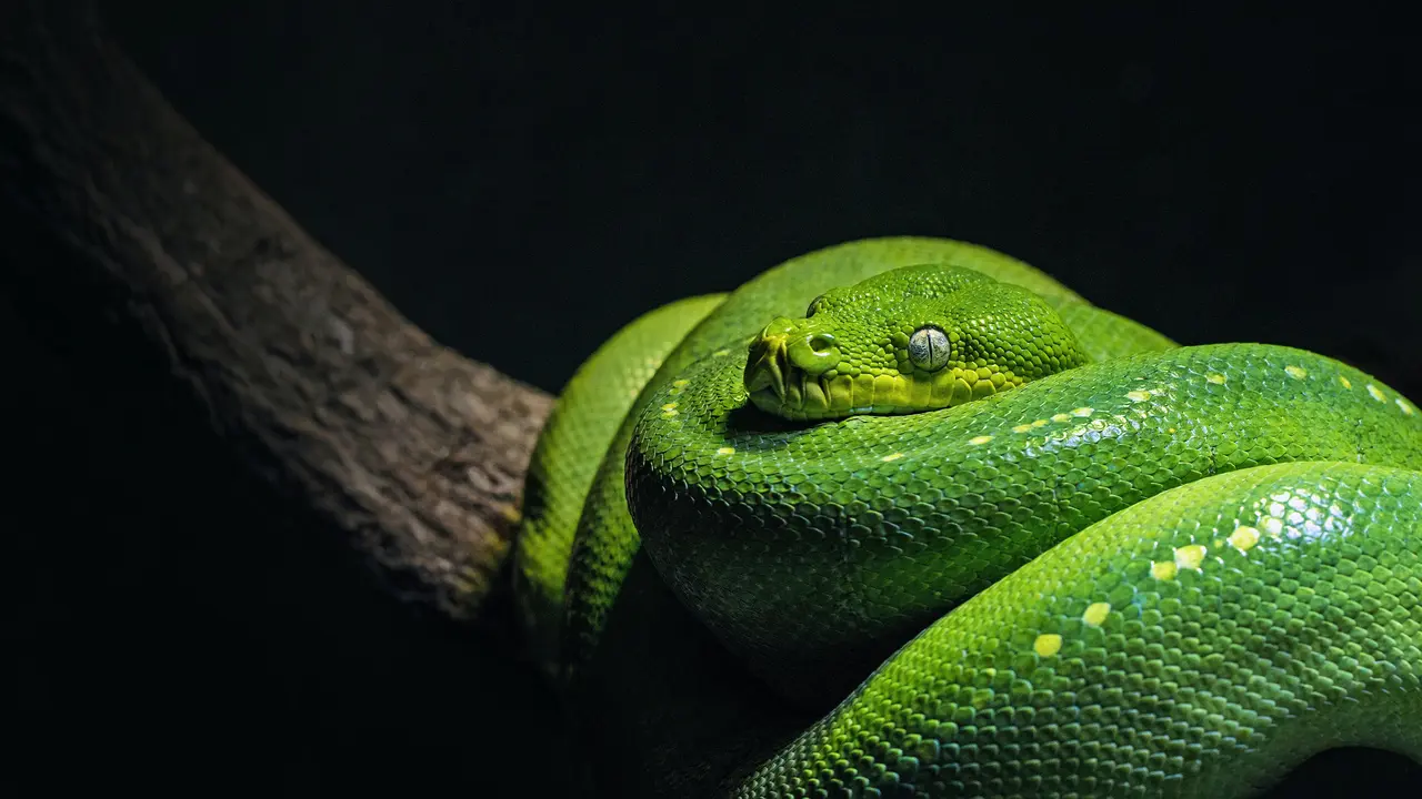ular