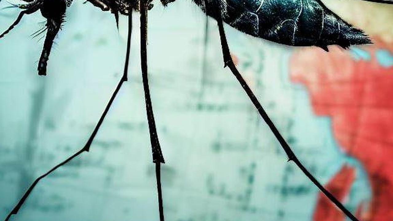 Termasuk Anopheles Penyebab Malaria, Kenali Sejumlah Nyamuk Pembawa Penyakit Mematikan