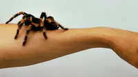 Anda bisa hilangkan fobia laba-laba dengan cara berikut ini. (Ilustrasi: BBC)