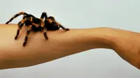 Lihat Gambar Laba-laba Tanpa Sadar Bantu Atasi Fobia Laba-laba