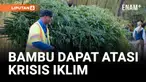 BAMBU DAPAT MEMBANTU PLANET MENGATASI KRISIS IKLIM YANG KOMPLEKS