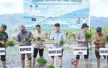Perkuat Swasembada Pangan Sigi, Pemkab Tanam Padi di 816 Hektare Lahan Gumbasa