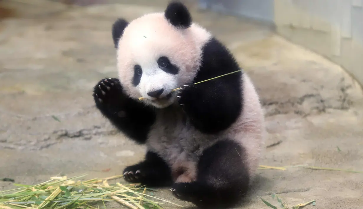 Bayi panda Xiang Xiang memakan bambu di kandangnya di Kebun Binatang Ueno di Tokyo, Jepang (18/12). Xiang Xiang yang lahir 6 bulan yang lalu di Jepang mulai diperlihatkan pada tanggal 18 Desember 2017. (AFP Photo/Yoshikazu Tsuno)