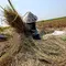 Harapan Daerah Lumbung Beras Usai UU Reforma Agraria Disahkan