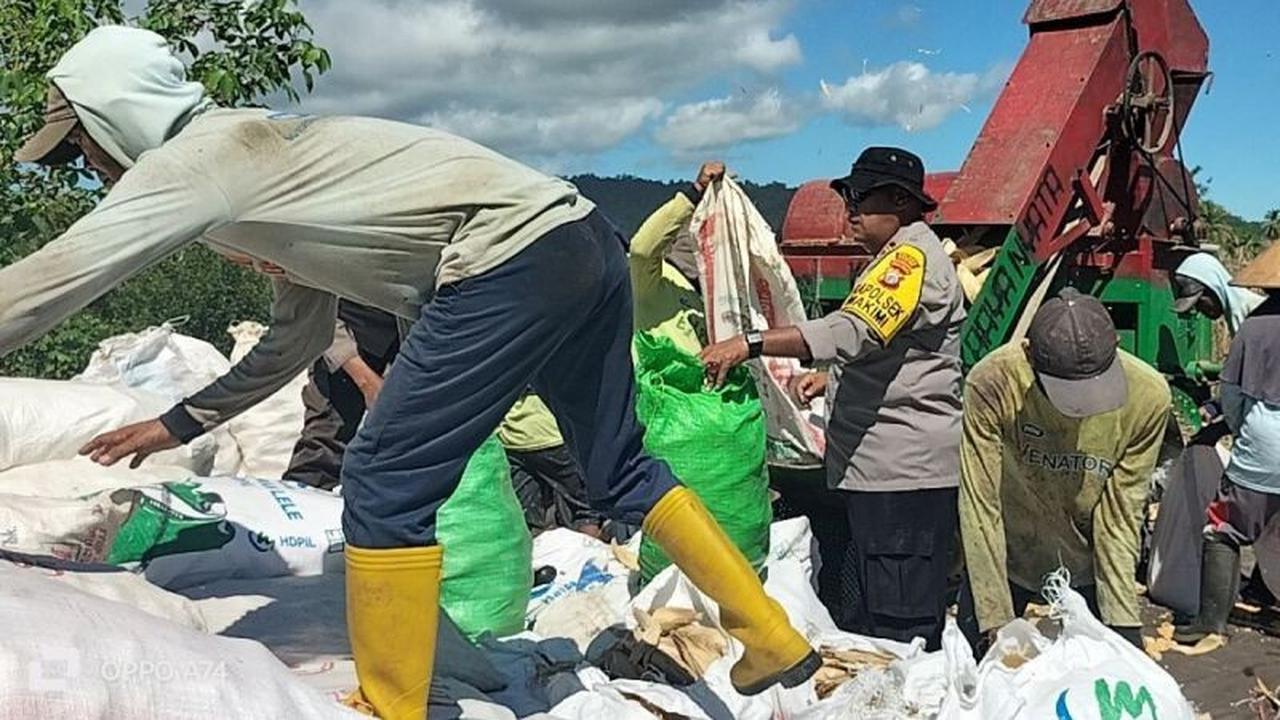 Polres Nabire Perkuat Ketahanan Pangan Daerah Melalui Pendampingan Petani Jagung