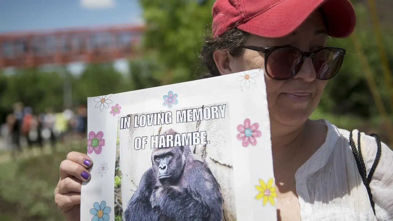 Gambar gorila Harambe yang dikenang setelah ditembak mati akibat anak tiga tahun jatuh ke kandangnya di Cincinnati Zoo & Botanical Garden.(AP/John Minchillo, File)