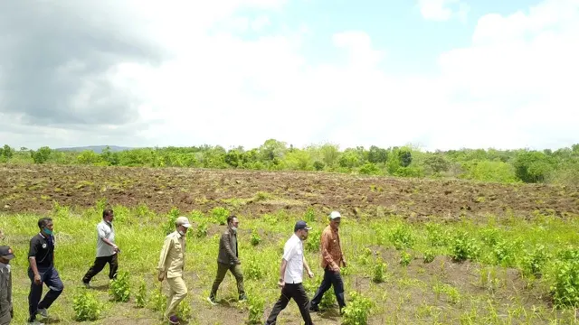 Kawasan Food Estate, Sumba Tengah, NTT
