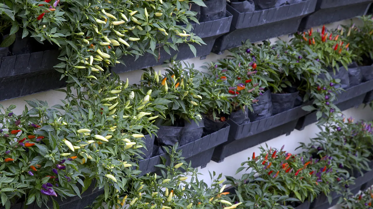 Cara Menanam Cabe Rawit Di Polybag