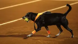Seekor anjing yang akan diadopsi dari LSM Anonymous Paws melakukan pengambilan bola saat turnamen tenis Rio Open di Rio de Janeiro, Brasil, 15 Februari 2022. (AP Photo/Bruna Prado)