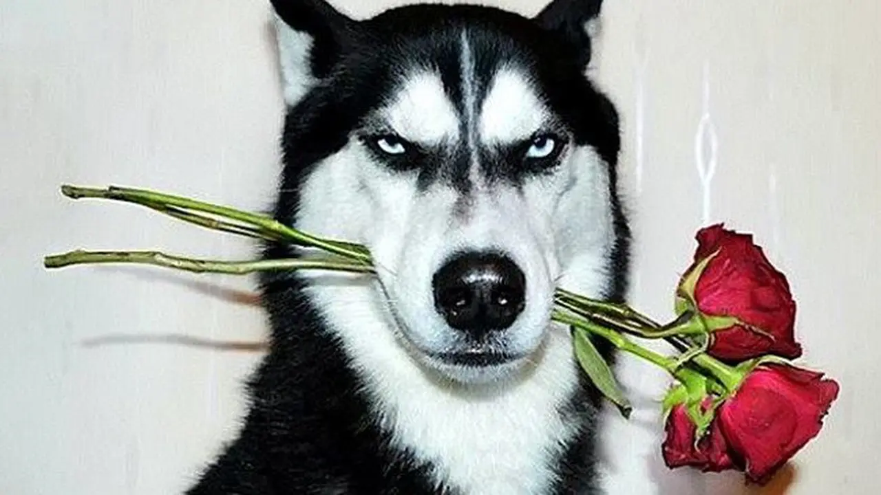 Berkat Foto Ekspresif, Anjing Viral Ini Sembuhkan Sang Pemilik