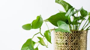 8 Tanaman Pot yang Tahan Banyak Air, Cocok untuk Rumah yang Lembap
