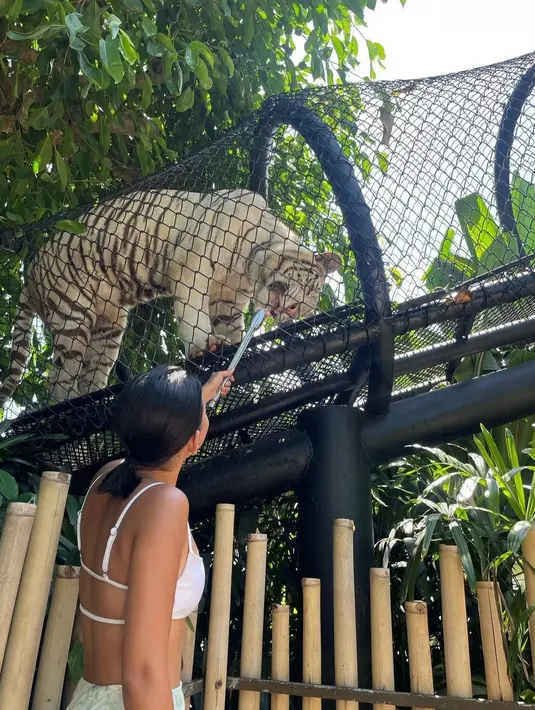 Hewan buas pun diberi makan oleh Shenina Cinamon. Kendati begitu, dia terlihat berani memberikan makanan untuk macan putih