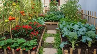 7 Contoh Halaman Rumah Kecil yang Bisa Jadi Kebun Mini Produktif, Panen Sayur Setiap Hari