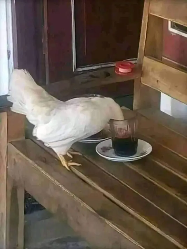 6 Potret Kopi Diminum Hewan Ini Bikin Geregetan, Apes Banget