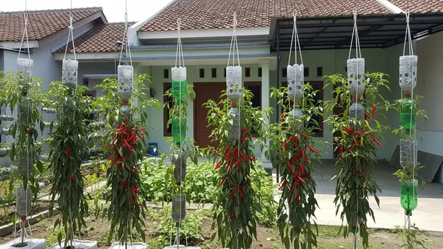Kebun Cabai Gantung Botol Plastik