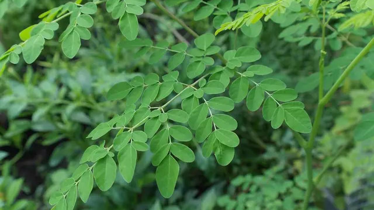 Cara Mengolah Daun Kelor untuk Menurunkan Kadar Kolesterol dan Asam Urat