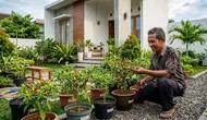 Cara Menanam Cabai agar Cepat Panen, Rahasia Berbuah Lebat sejak dari Benih
