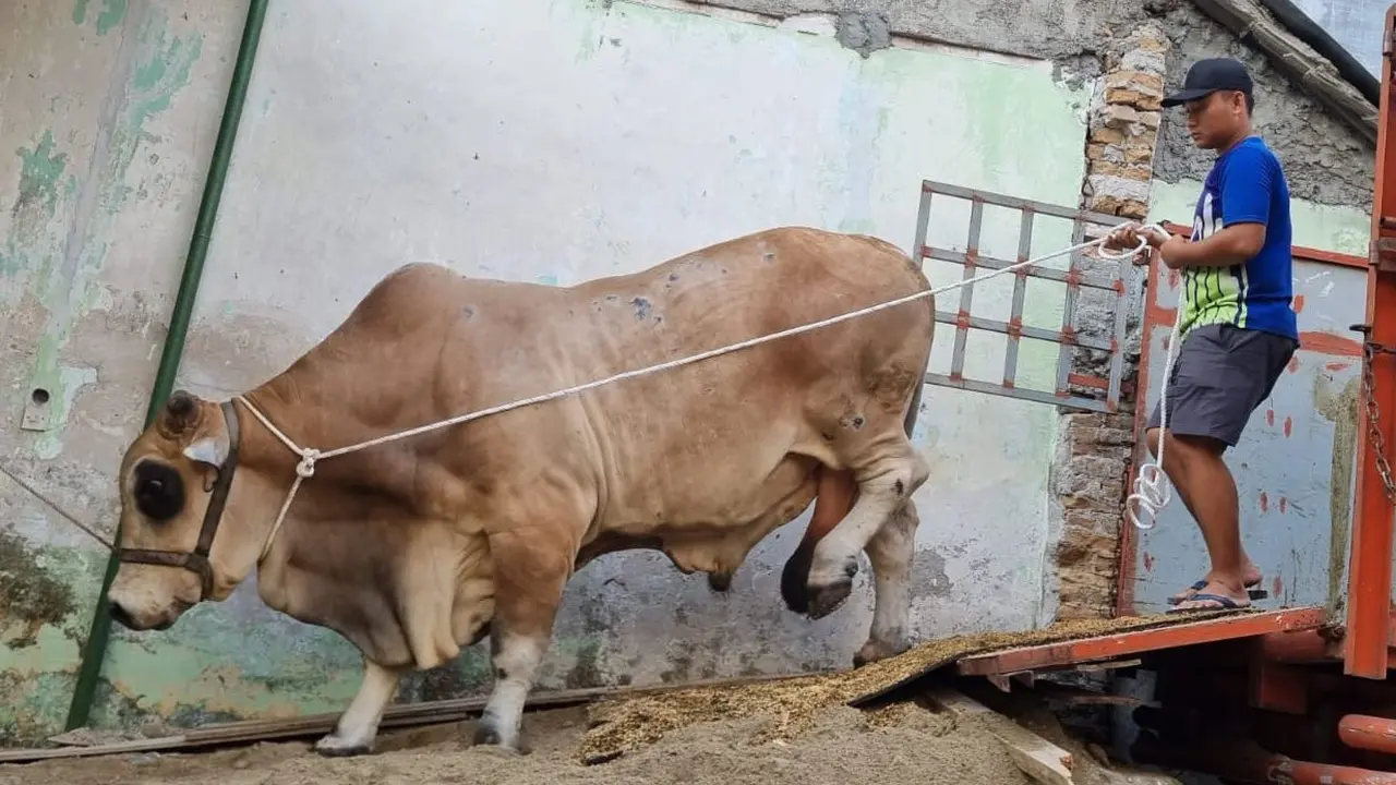 Sapi Bawor