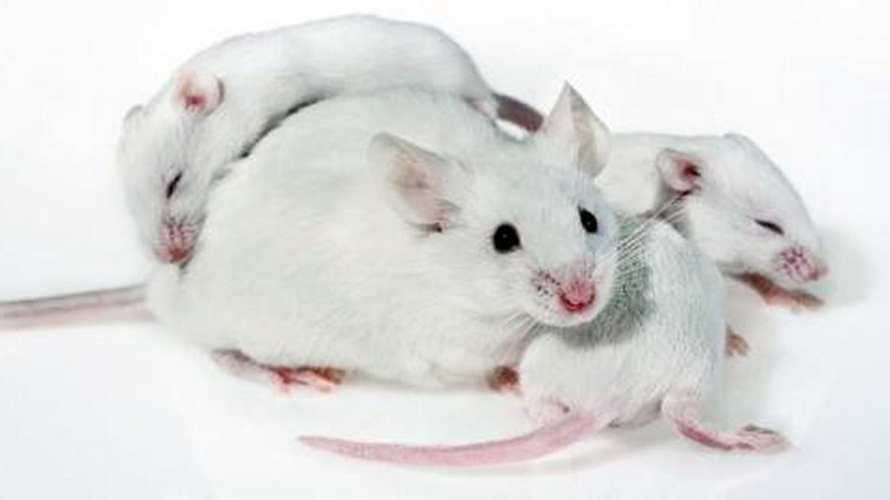 Tikus kaget bikin gemes penikmat Youtube