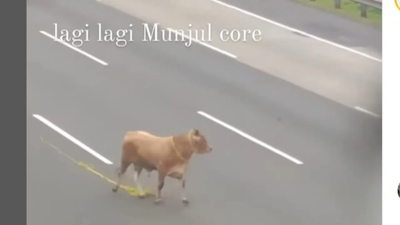 Sapi Kurban Lepas di Tol Jagorawi Jelang Iduladha, Disebut Mau Cari Rest Area