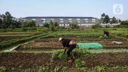 Warga memanen kangkung dan bayam di lahan kosong yang dimanfaatkan berkebun di kawasan Cengkareng, Jakarta Barat, Rabu (4/8/2021). Di tengah pandemi, warga di daerah tersebut bisa meraup keuntungan Rp 500 ribu sampai Rp 1 juta dalam sekali panen sayuran. (Liputan6.com/JohanTallo)