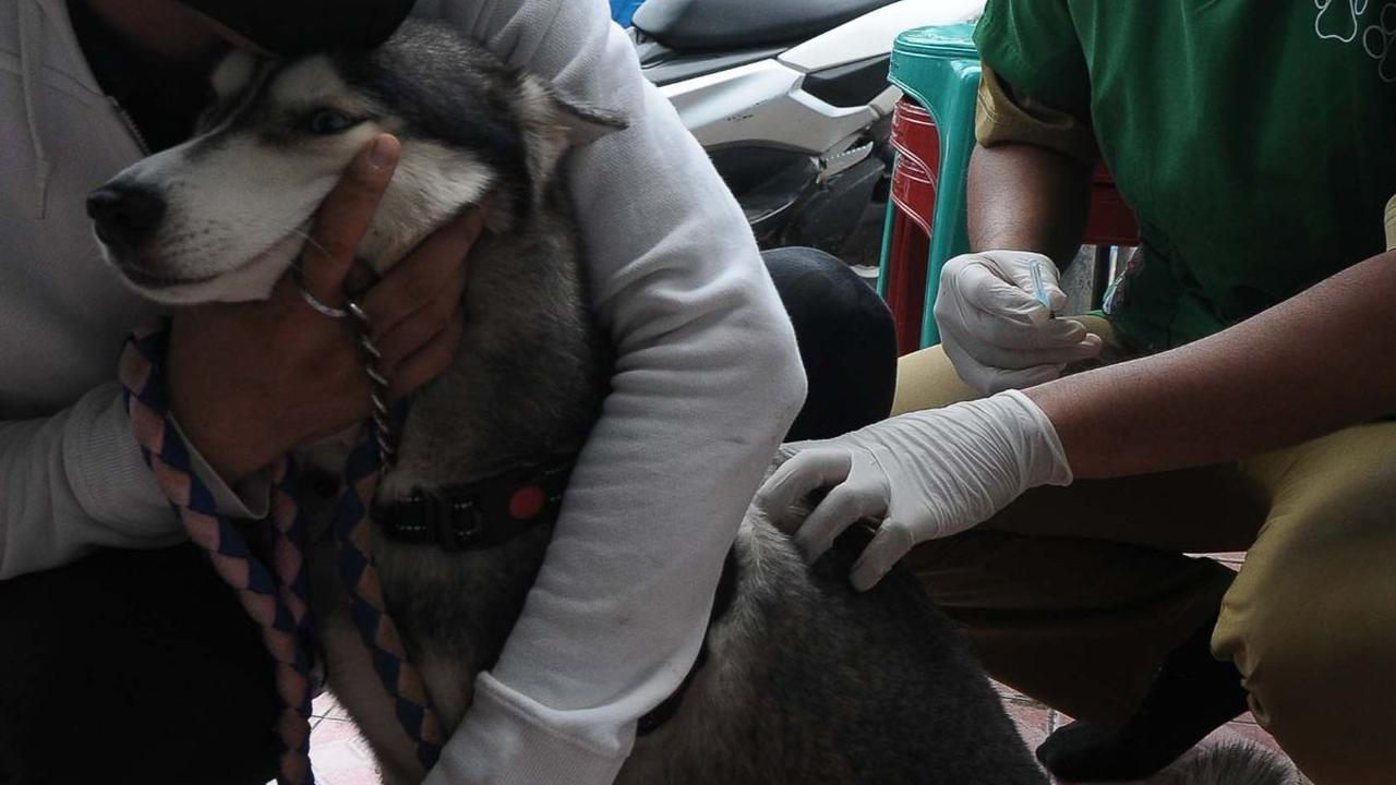Dinas KPKP DKI Jakarta menyiagakan vaksin rabies di setiap kecamatan, agar warga secara proaktif melalui RT dan RW dapat berkoordinasi terkait permasalahan hewan liar, sterilisasi hewan dan lain-lain sebagainya.