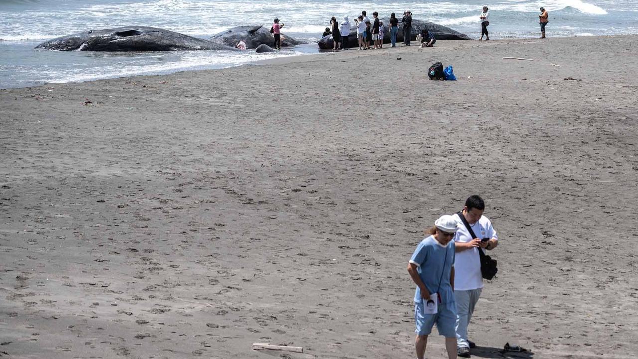 FOTO: Terdampar Sebelum Tsunami,  Misteri Paus Sperma di Pantai Jepang