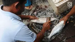 Pedagang membersihkan ikan bandeng di kawasan Rawa Belong, Jakarta, Senin (4/2). Jelang tahun baru Imlek penjual Ikan bandeng menjamur di Jalan Rawa Belong dan dibanderol harganya mulai dari Rp 50.000 per kilogram. (Liputan6.com/Herman Zakharia)