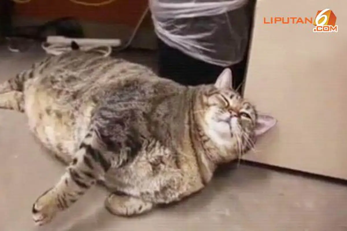 kucing-140201c.jpg