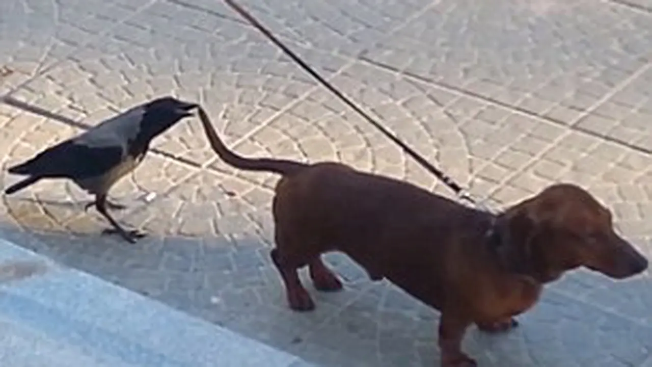 Aksi Nekat Gagak Nakal Mematuk Anjing
