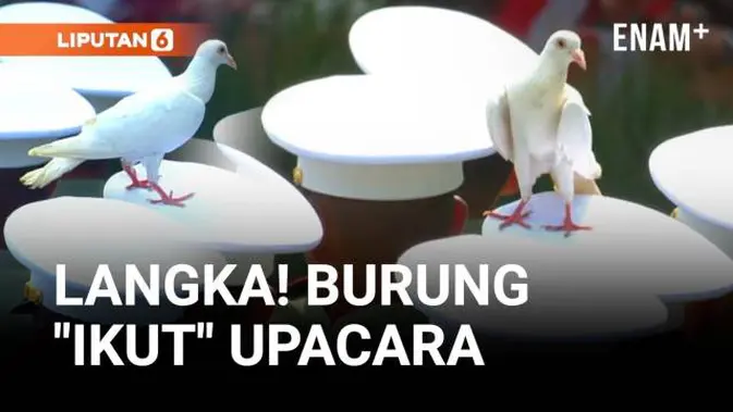 VIDEO: Peristiwa Langka, Burung Ikut Upacara Pengibaran Bendera
