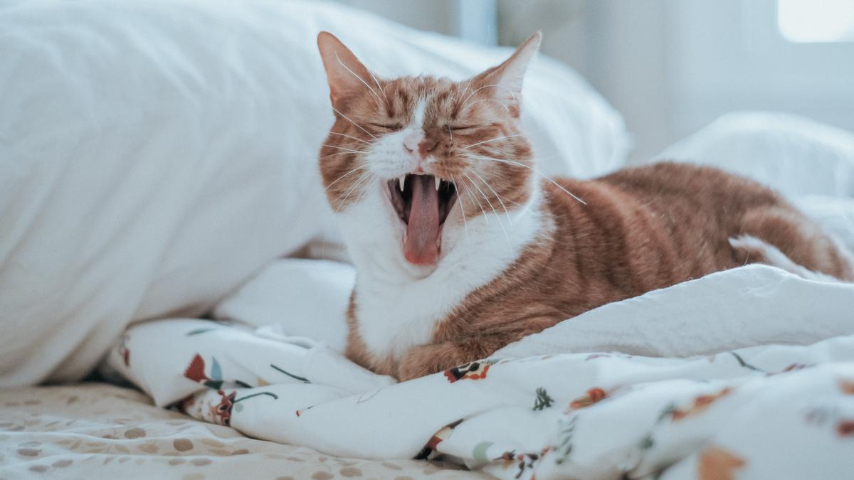 Alasan Kucing Suka Tidur di Kasur Pemiliknya, Cat Lovers Wajib Tahu