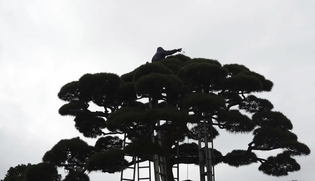 Seorang tukang kebun memangkas bagian atas pohon di Tokyo, Selasa (26/1/2021). Jepang mengonfirmasi lebih dari 1.000 kasus Virus Corona baru pada 26 Januari 2021. (AP Photo/Eugene Hoshiko)