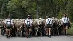 Penggembala Bavaria menggiring hewan ternak mereka di pegunungan dekat Oberstdorf, Jerman, Kamis (13/9). Memasuki musim gugur, penggembala Bavaria akan memindahkan hewan ternak mereka untuk mendapatkan rumput di lembah. (AP Photo/Matthias Schrader)