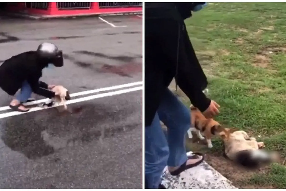 Video Kawanan Kucing Datangi Temannya yang Tertabrak Viral di Medsos, Bikin Haru