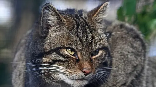 Kucing Devon Tiger