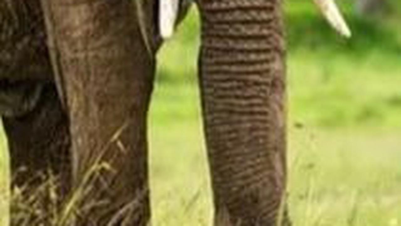 Kesal Gajah Obrak Abrik Kebun Sawit, Masyarakat Tanjabbar Rusak Kantor BKSDA dan FZS Jambi